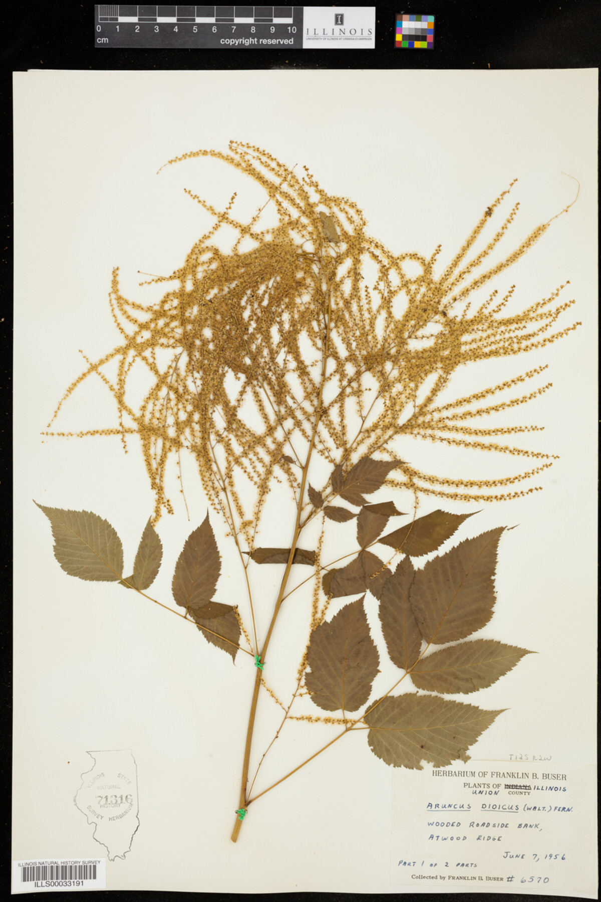 Aruncus dioicus image