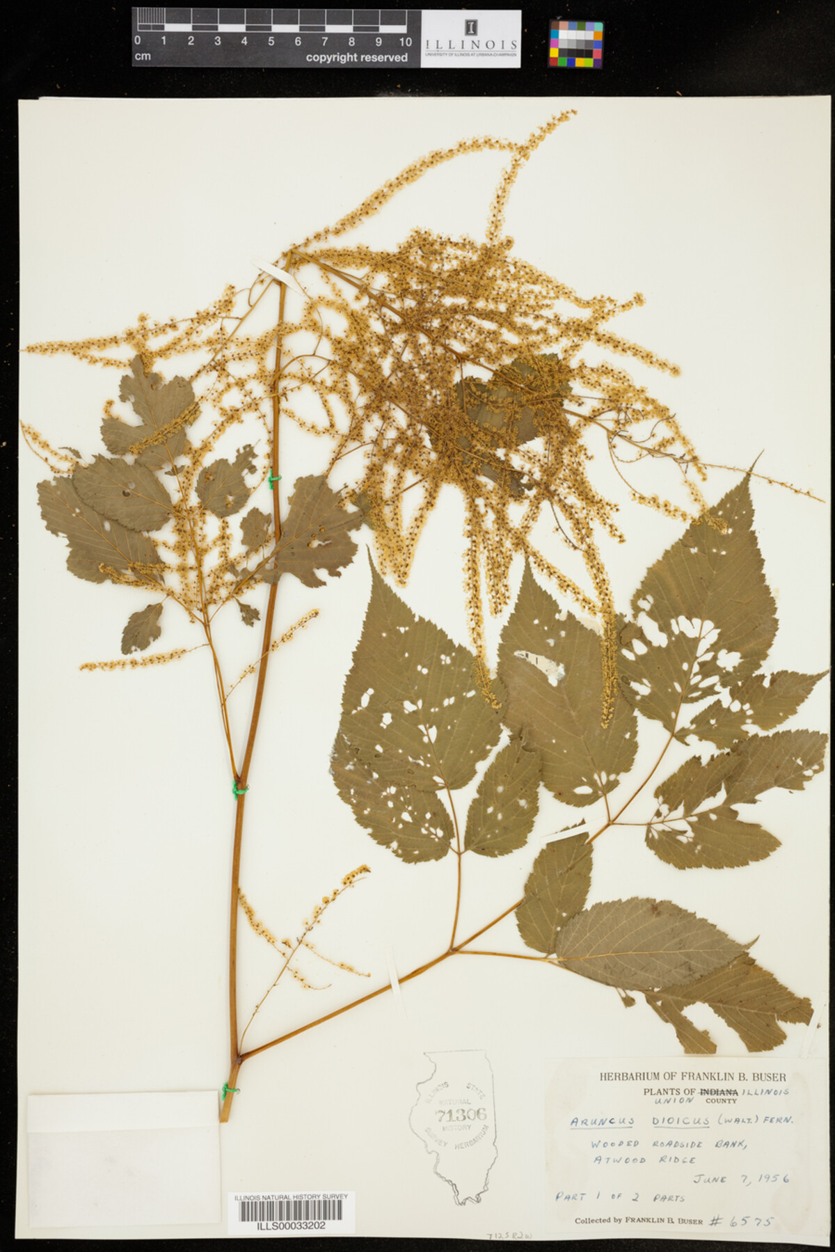 Aruncus dioicus image