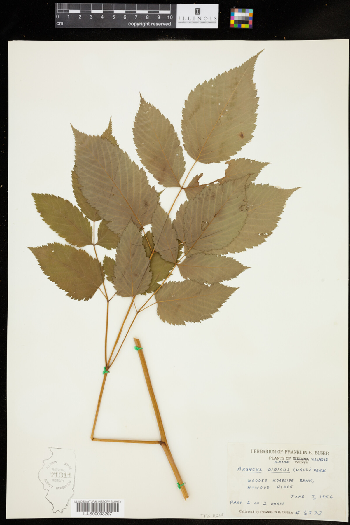 Aruncus dioicus image