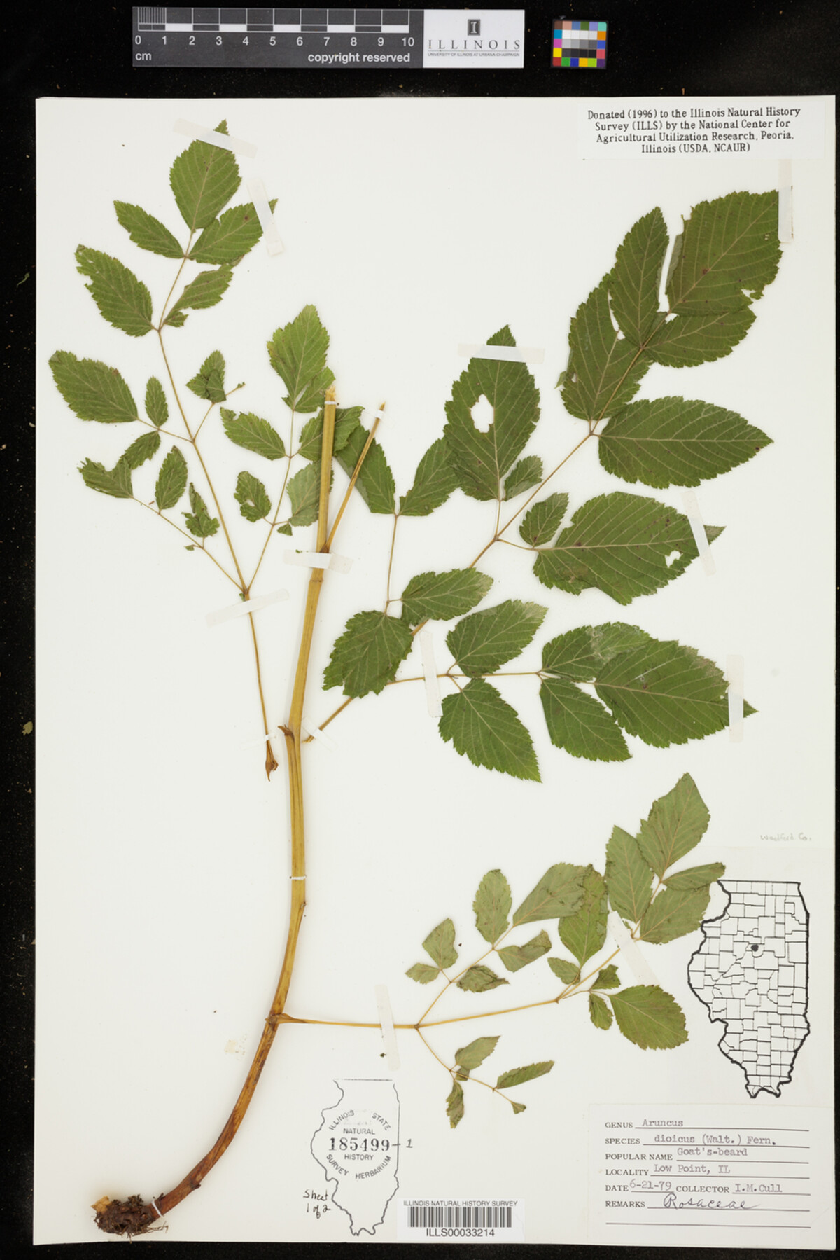 Aruncus image