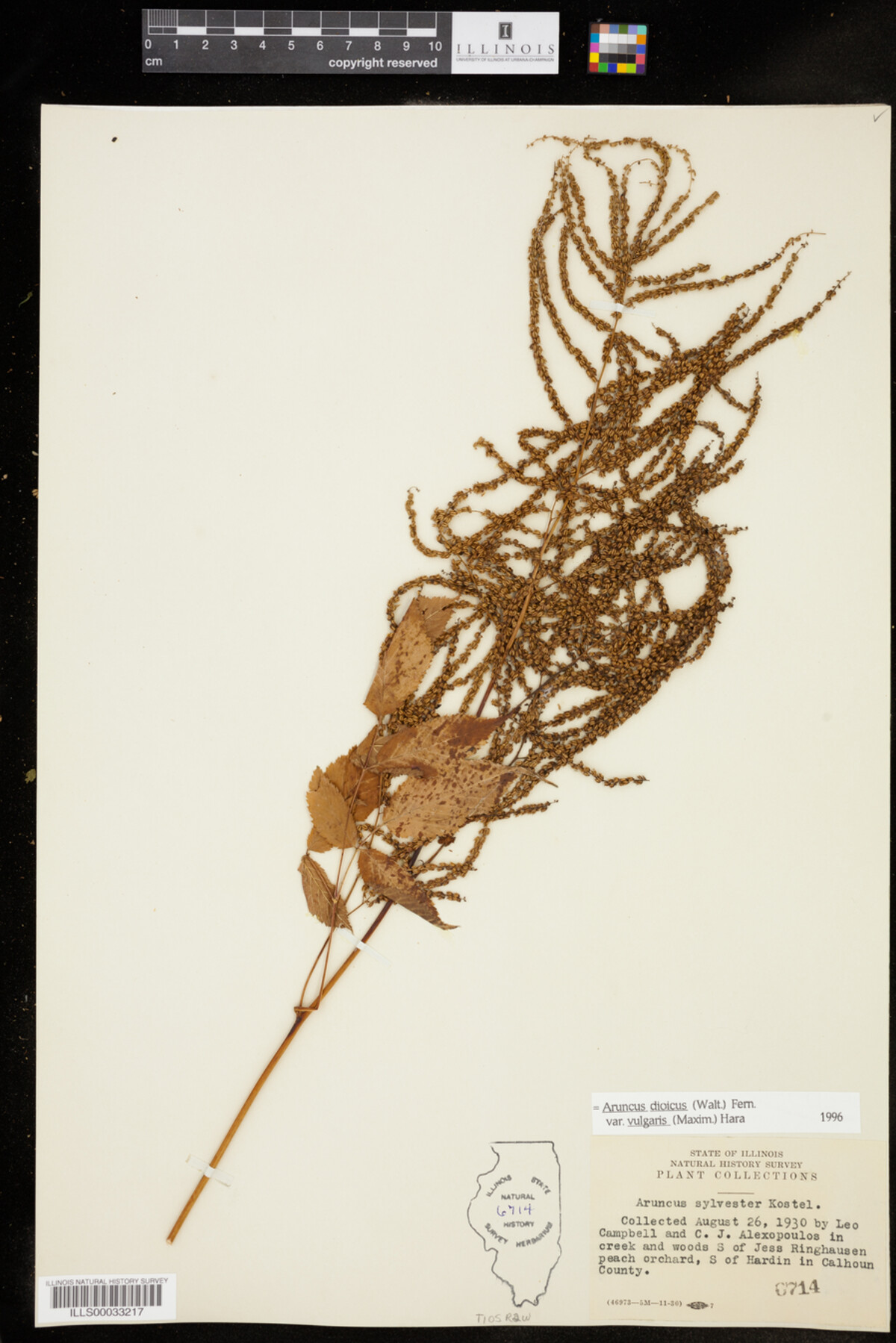 Aruncus dioicus var. vulgaris image