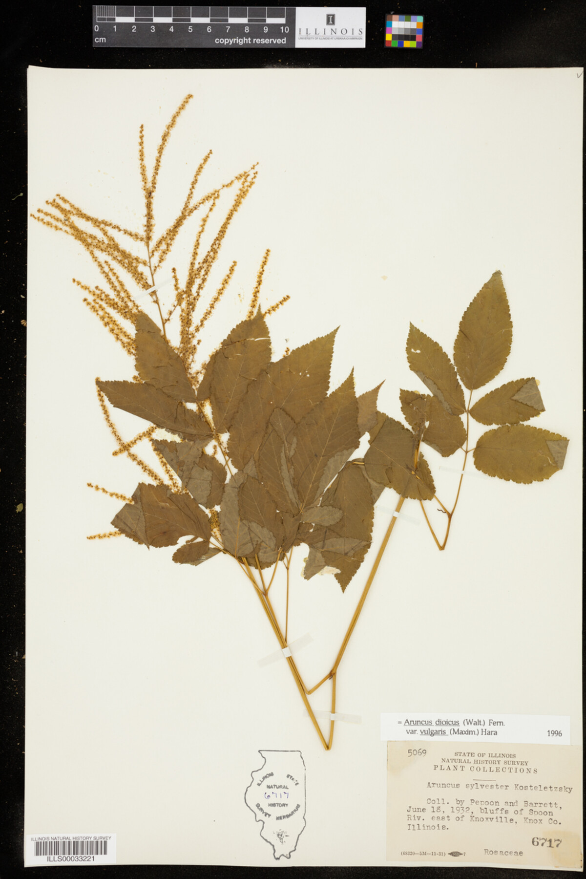 Aruncus dioicus var. vulgaris image