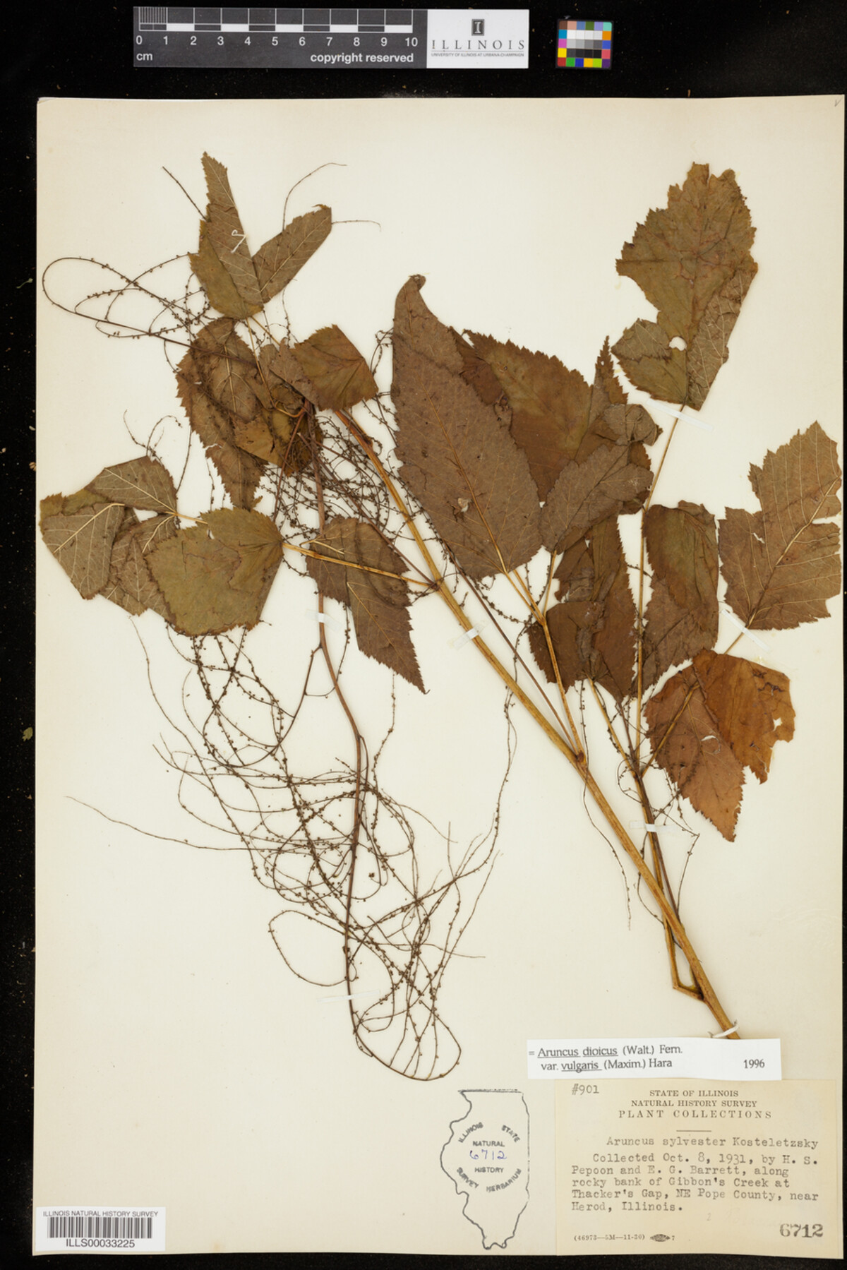 Aruncus dioicus var. vulgaris image