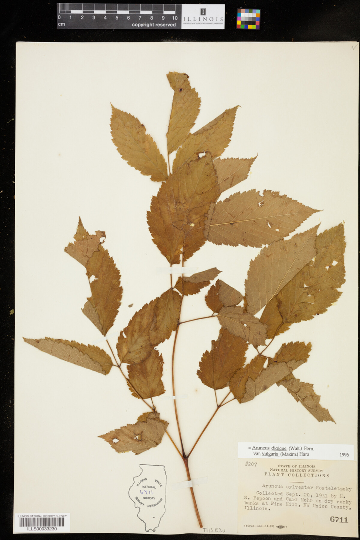 Aruncus dioicus var. vulgaris image