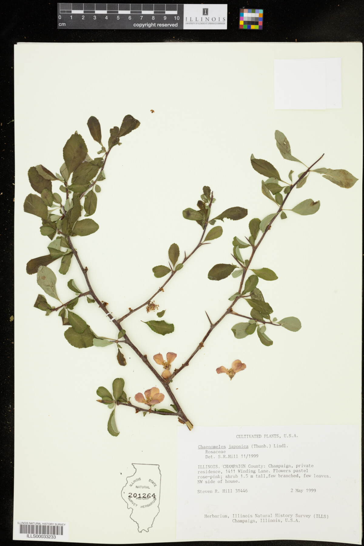 Chaenomeles image