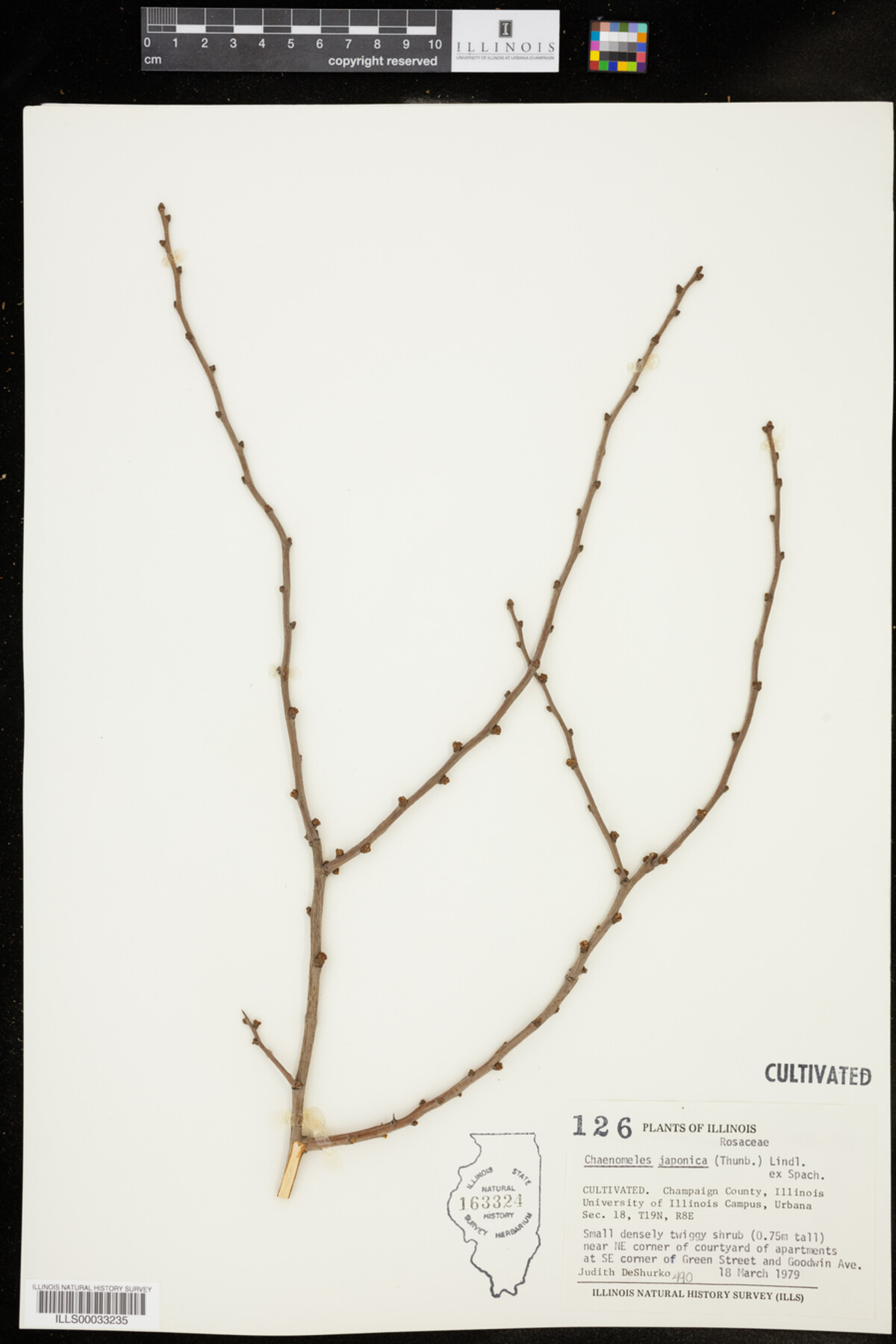 Chaenomeles japonica image
