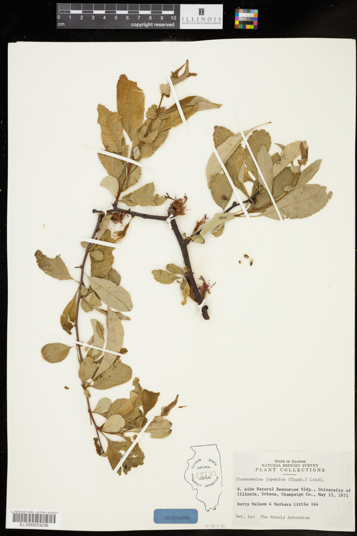 Chaenomeles japonica image