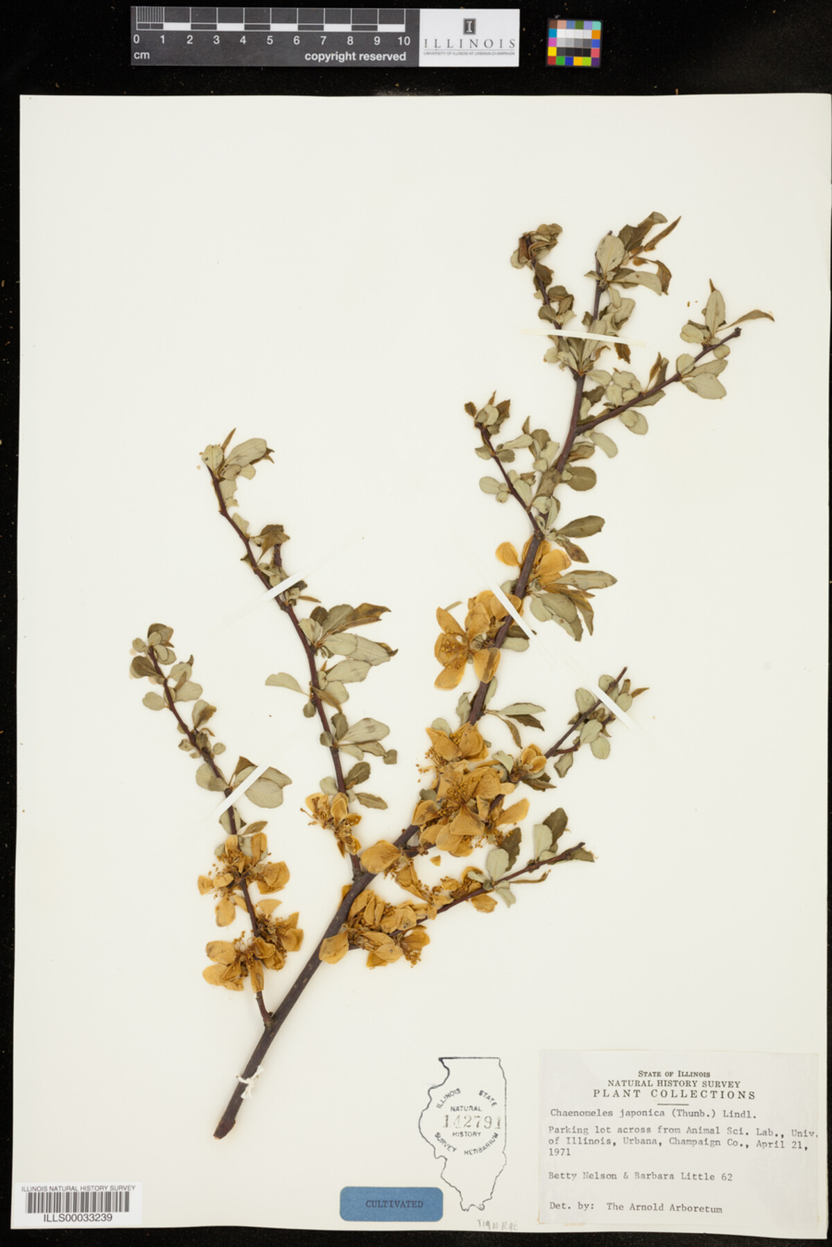 Chaenomeles japonica image