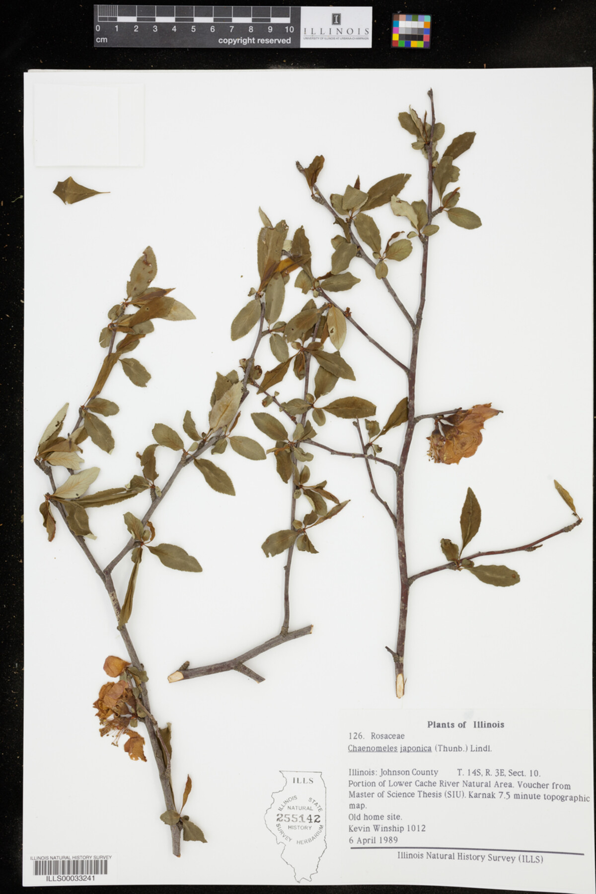 Chaenomeles japonica image