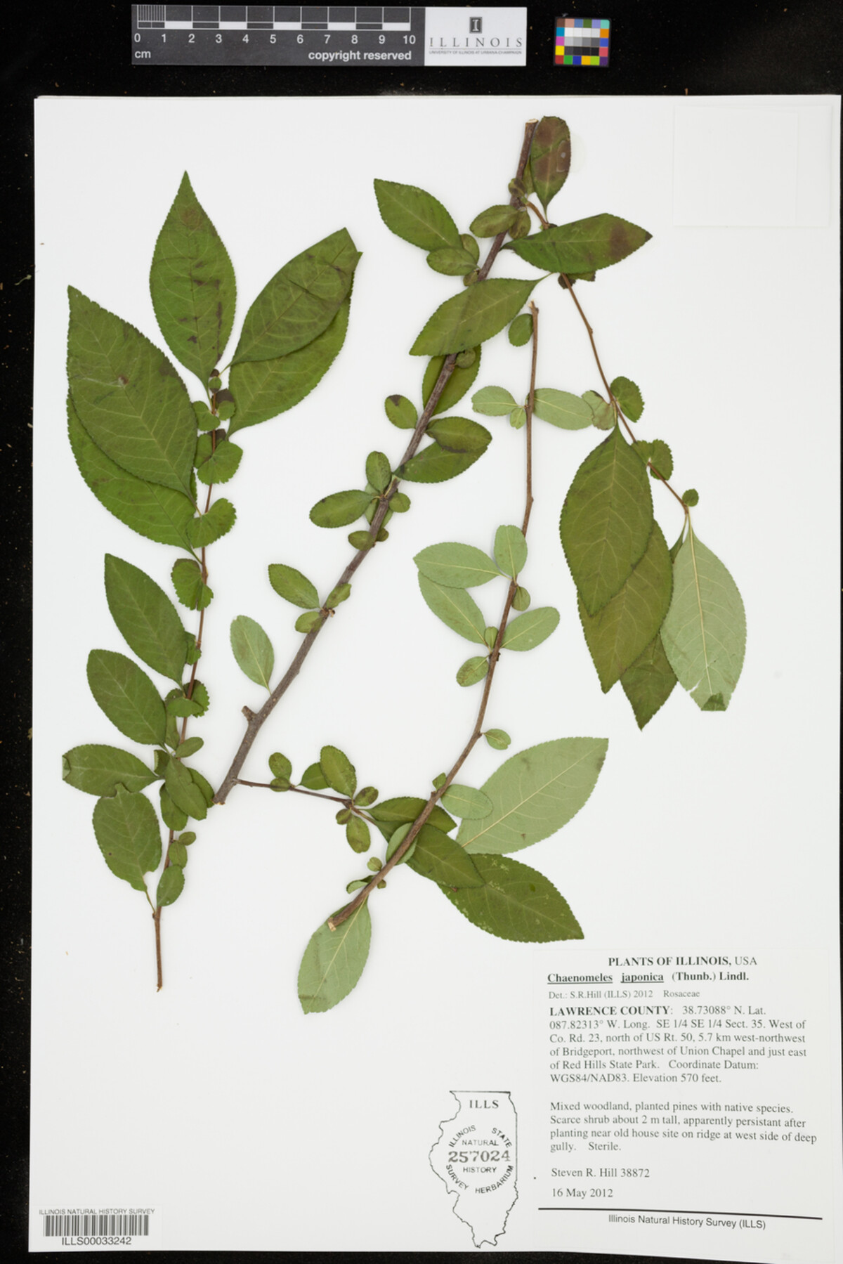 Chaenomeles japonica image