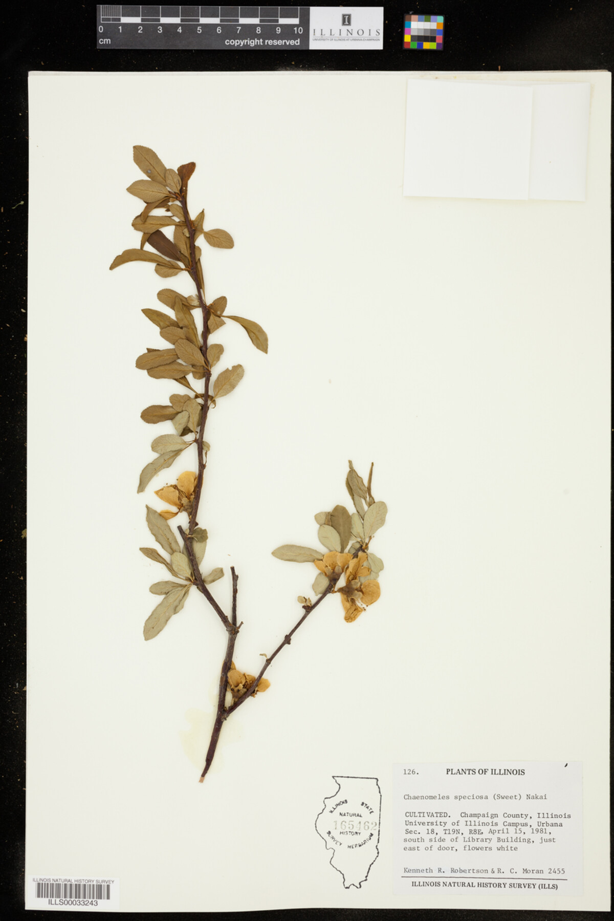 Chaenomeles speciosa image