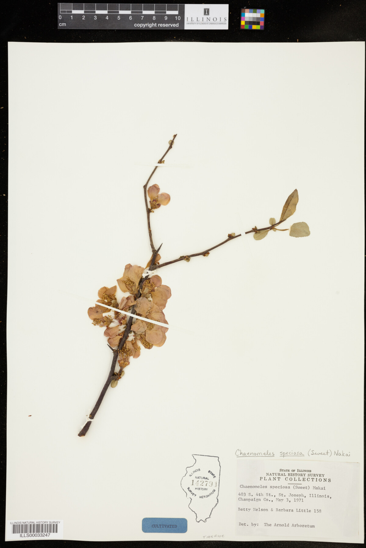 Chaenomeles speciosa image