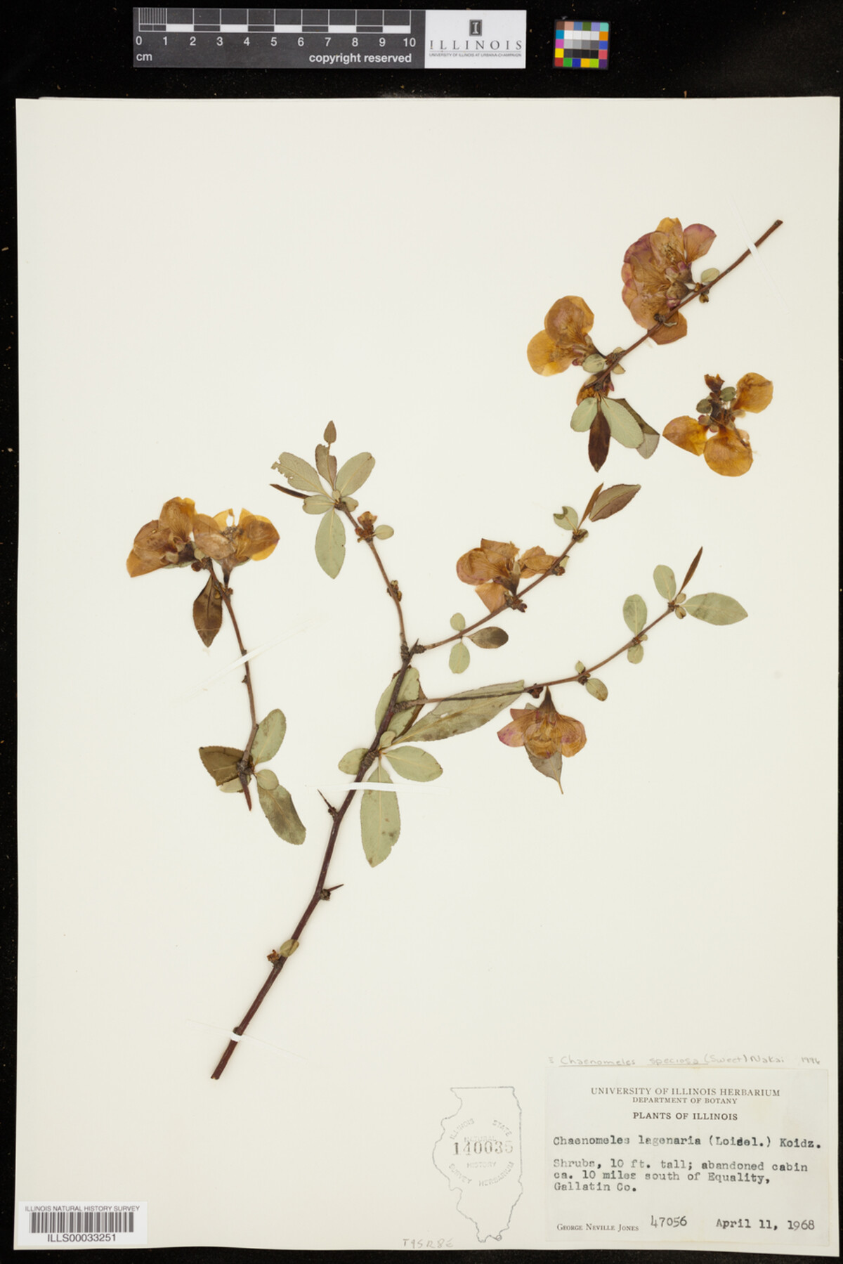 Chaenomeles speciosa image