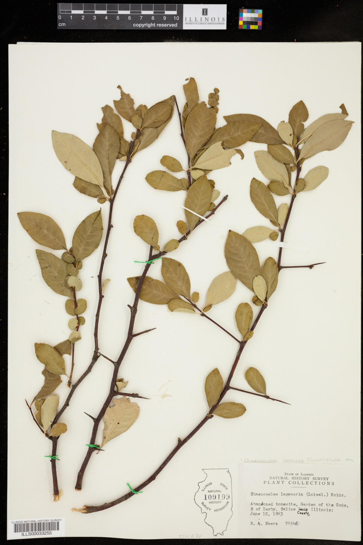 Chaenomeles image