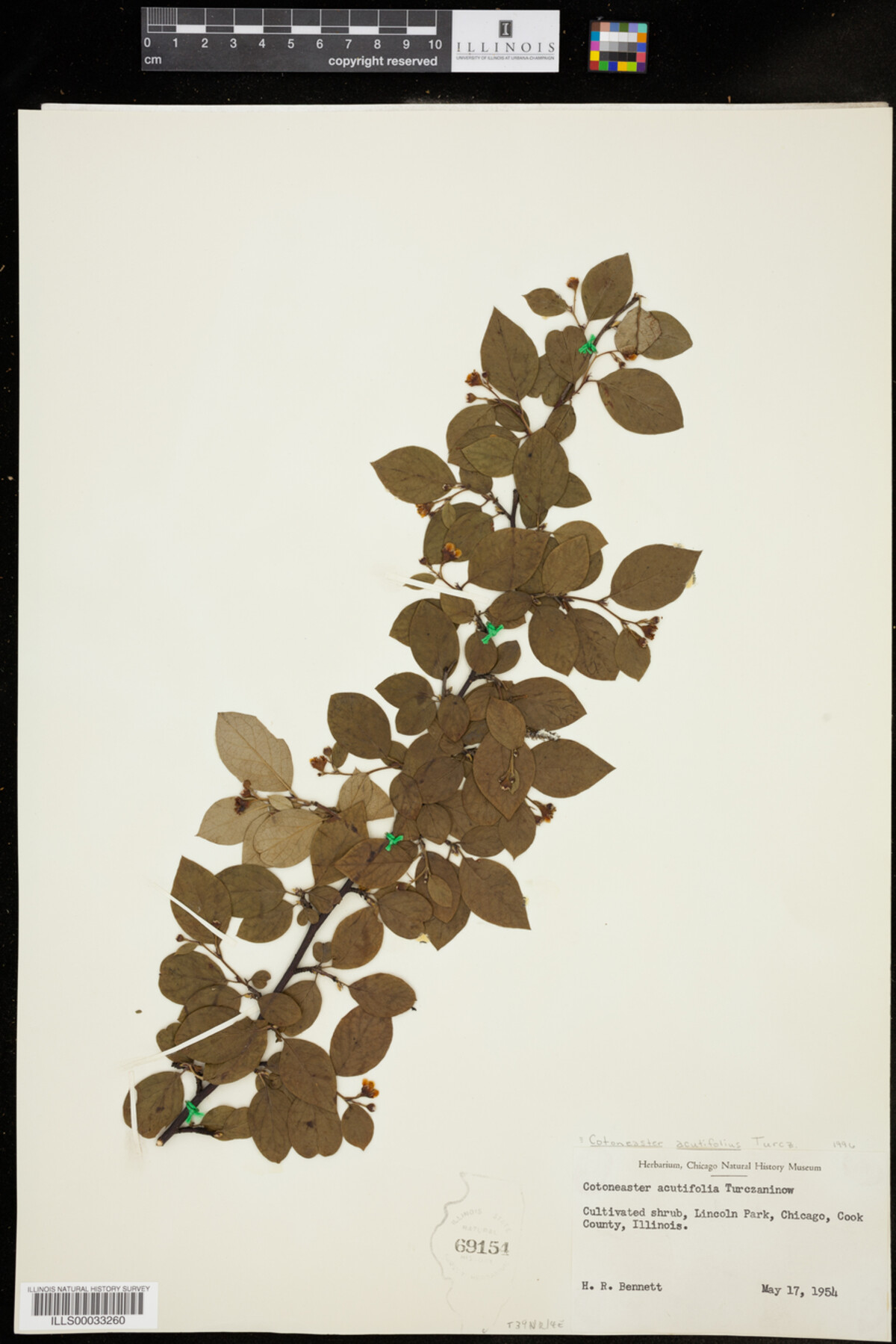 Cotoneaster acutifolius image