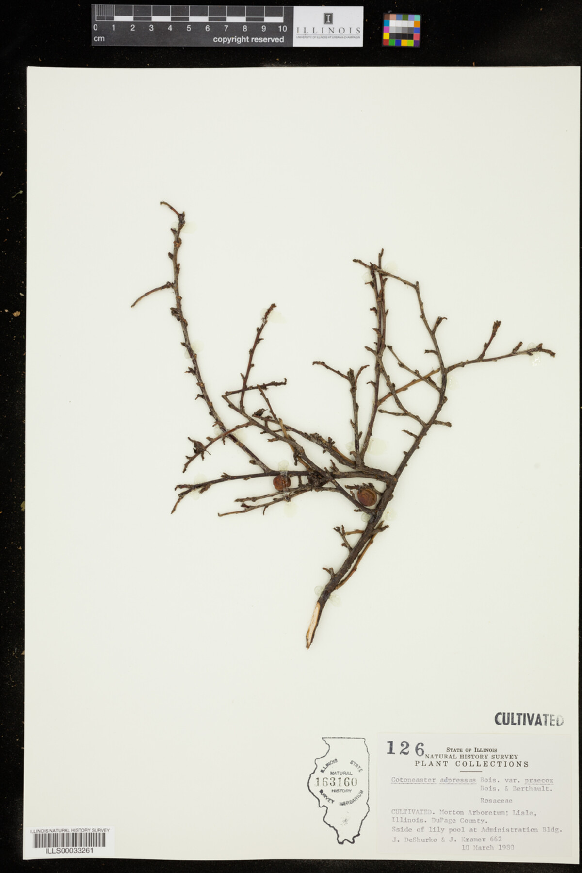 Cotoneaster adpressus var. praecox image