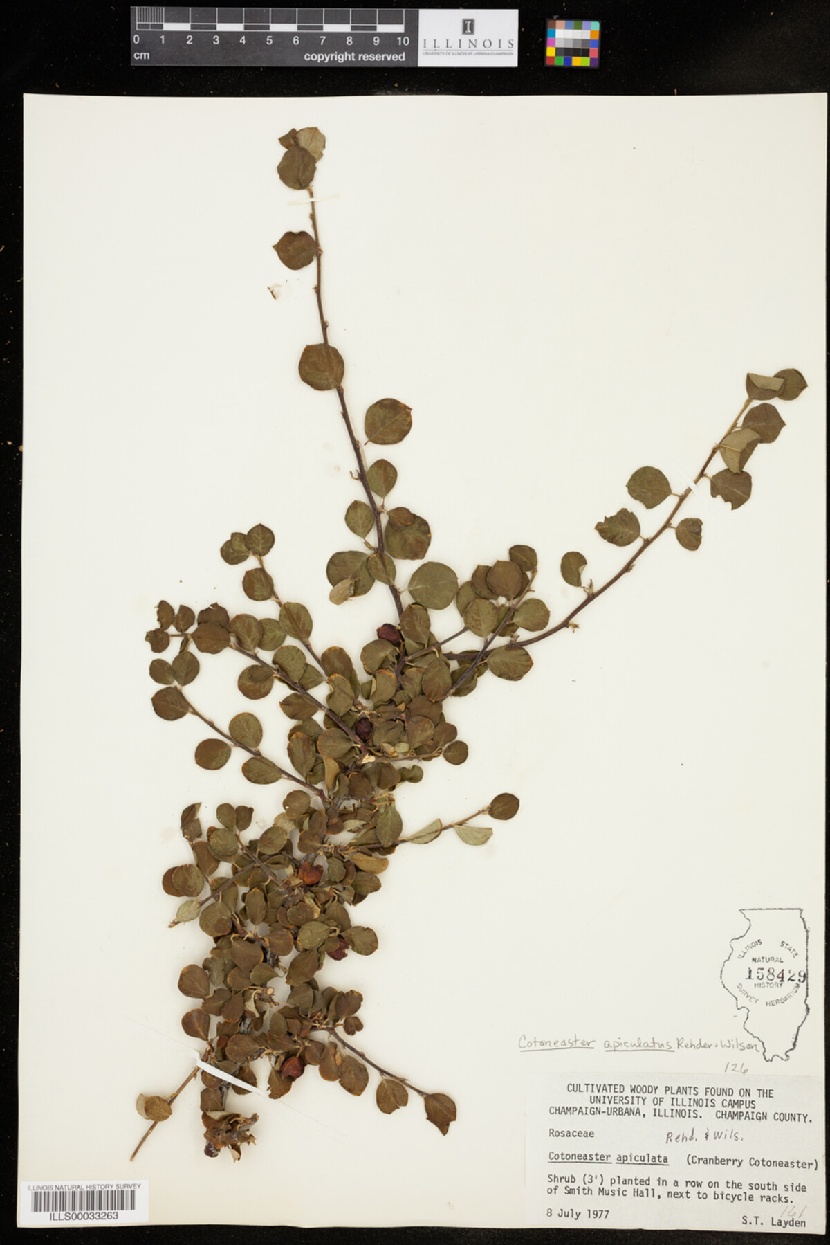 Cotoneaster apiculatus image