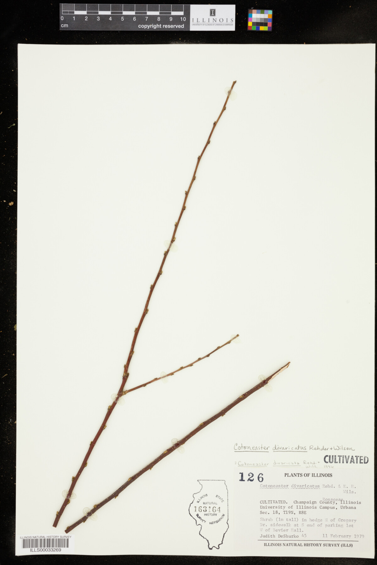 Cotoneaster image