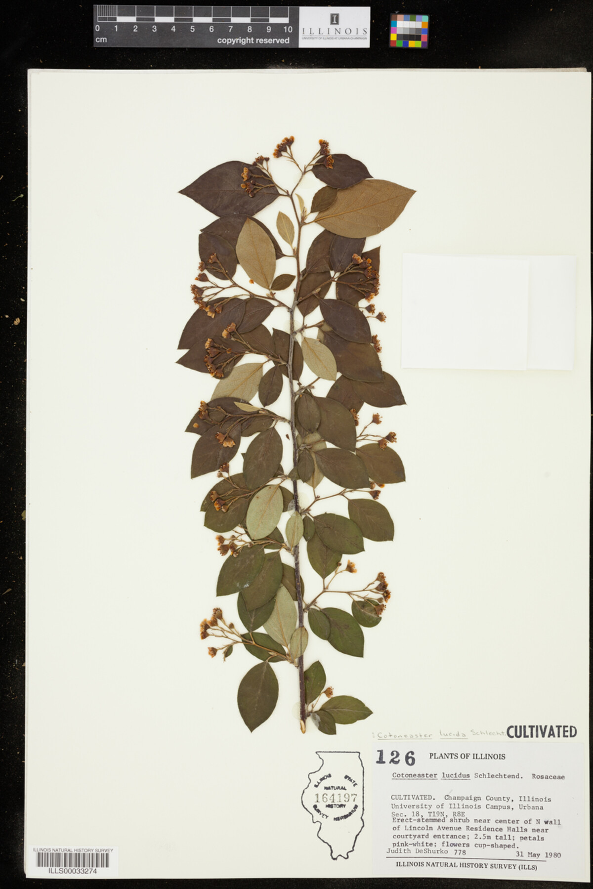 Cotoneaster lucida image