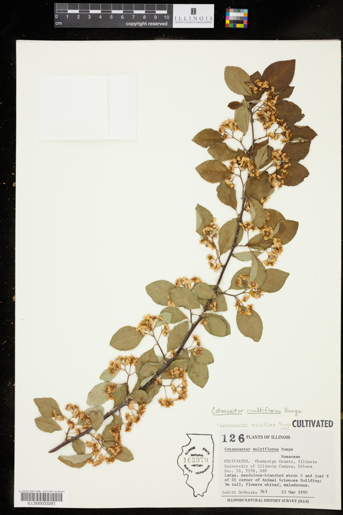 Cotoneaster multiflorus image