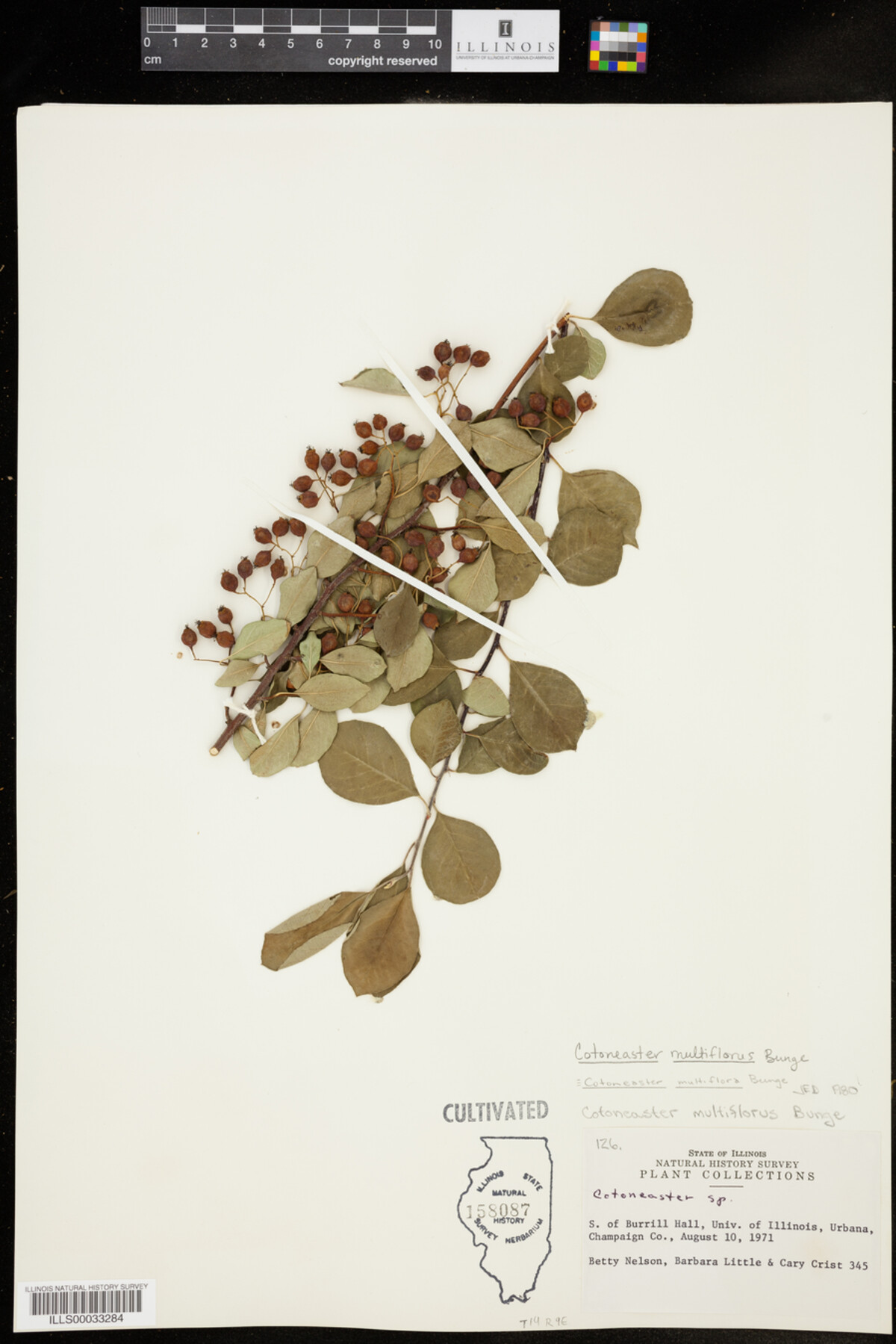 Cotoneaster multiflorus image