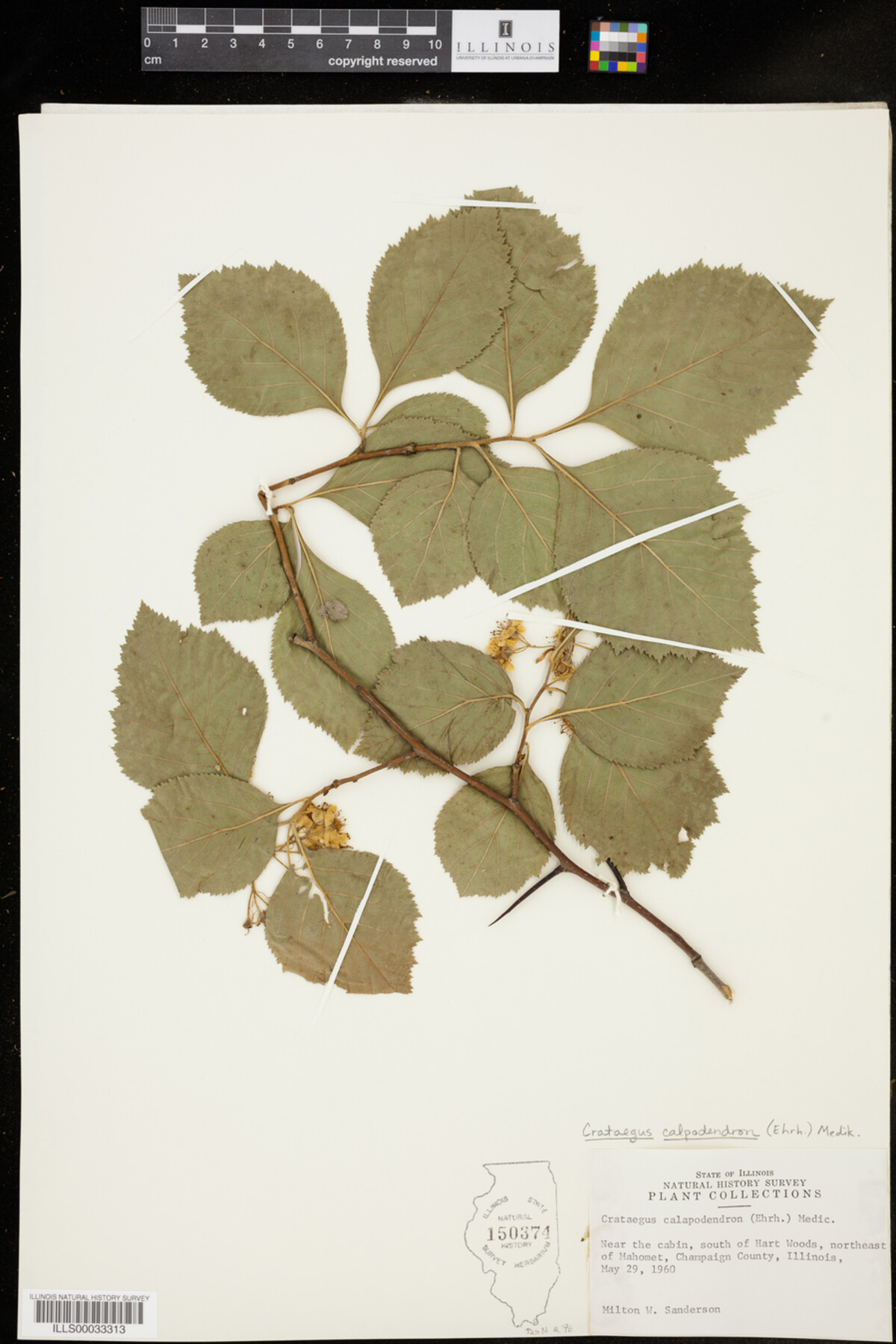 Crataegus calpodendron image