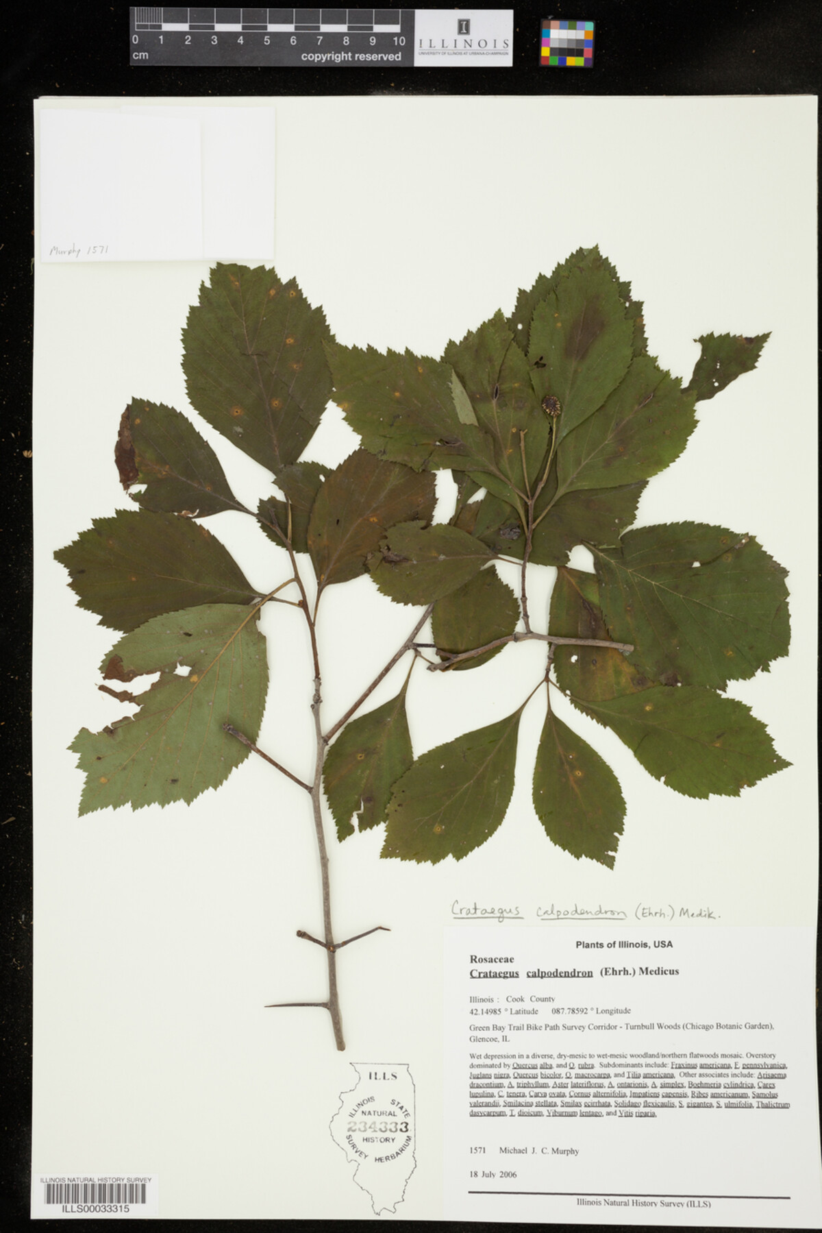 Crataegus calpodendron image