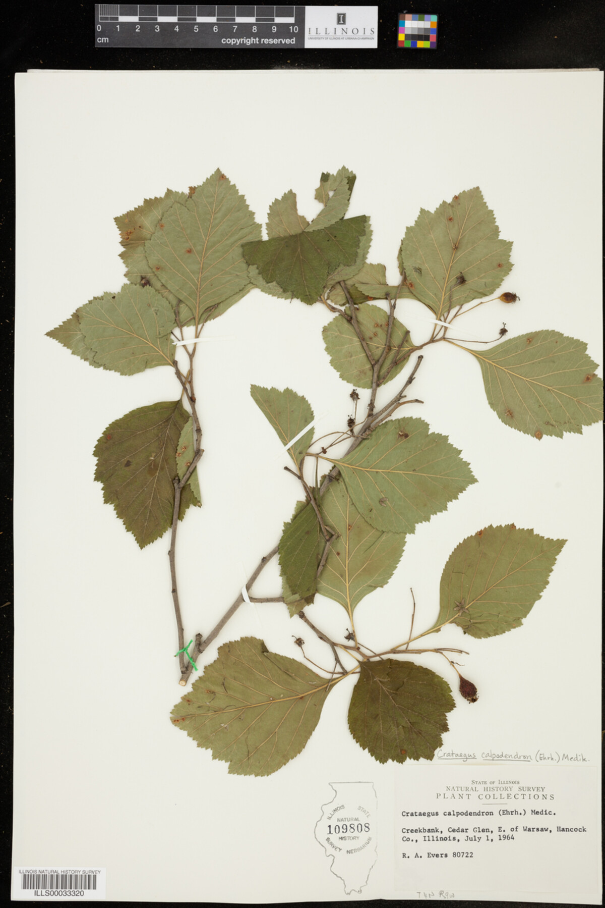 Crataegus calpodendron image