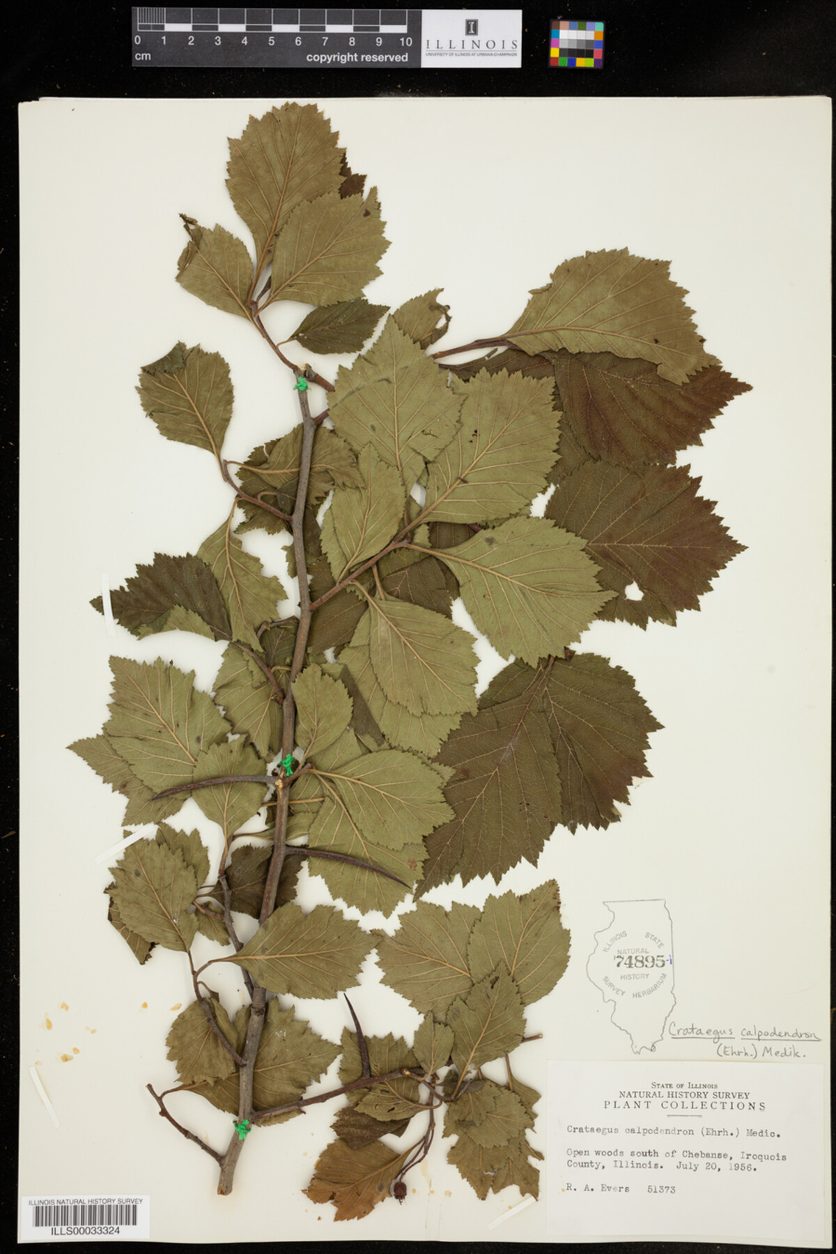 Crataegus calpodendron image