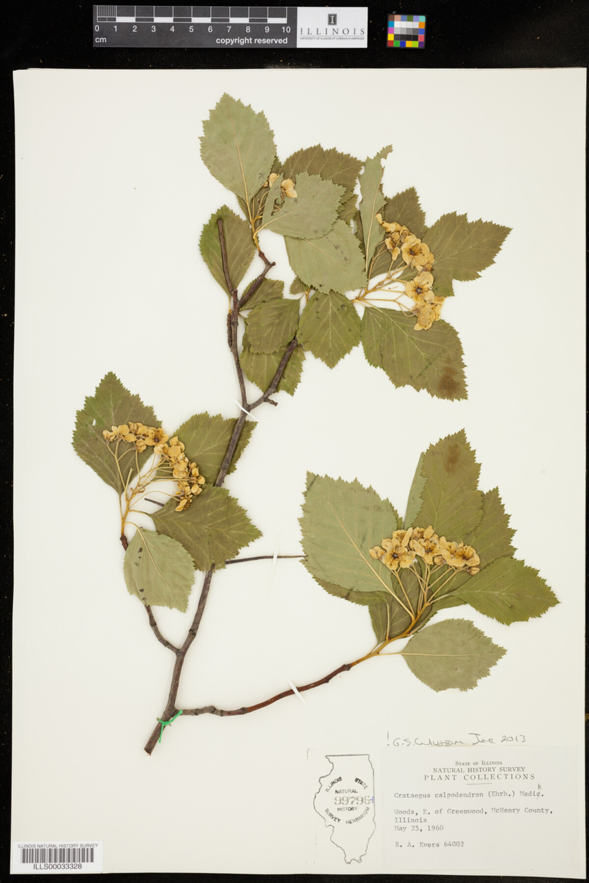 Crataegus calpodendron image