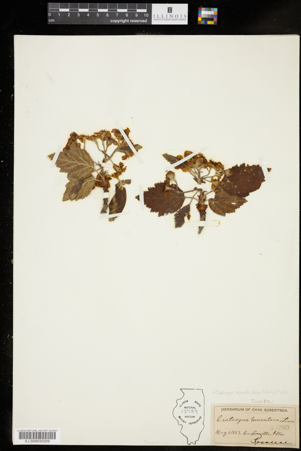 Crataegus image