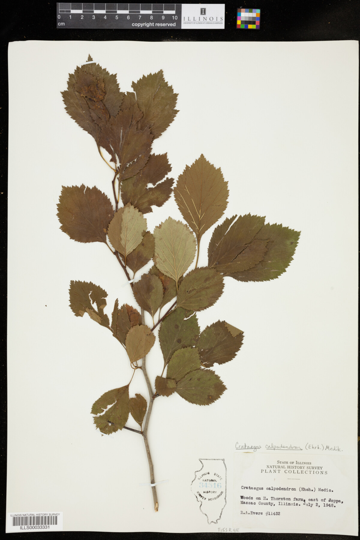 Crataegus calpodendron image