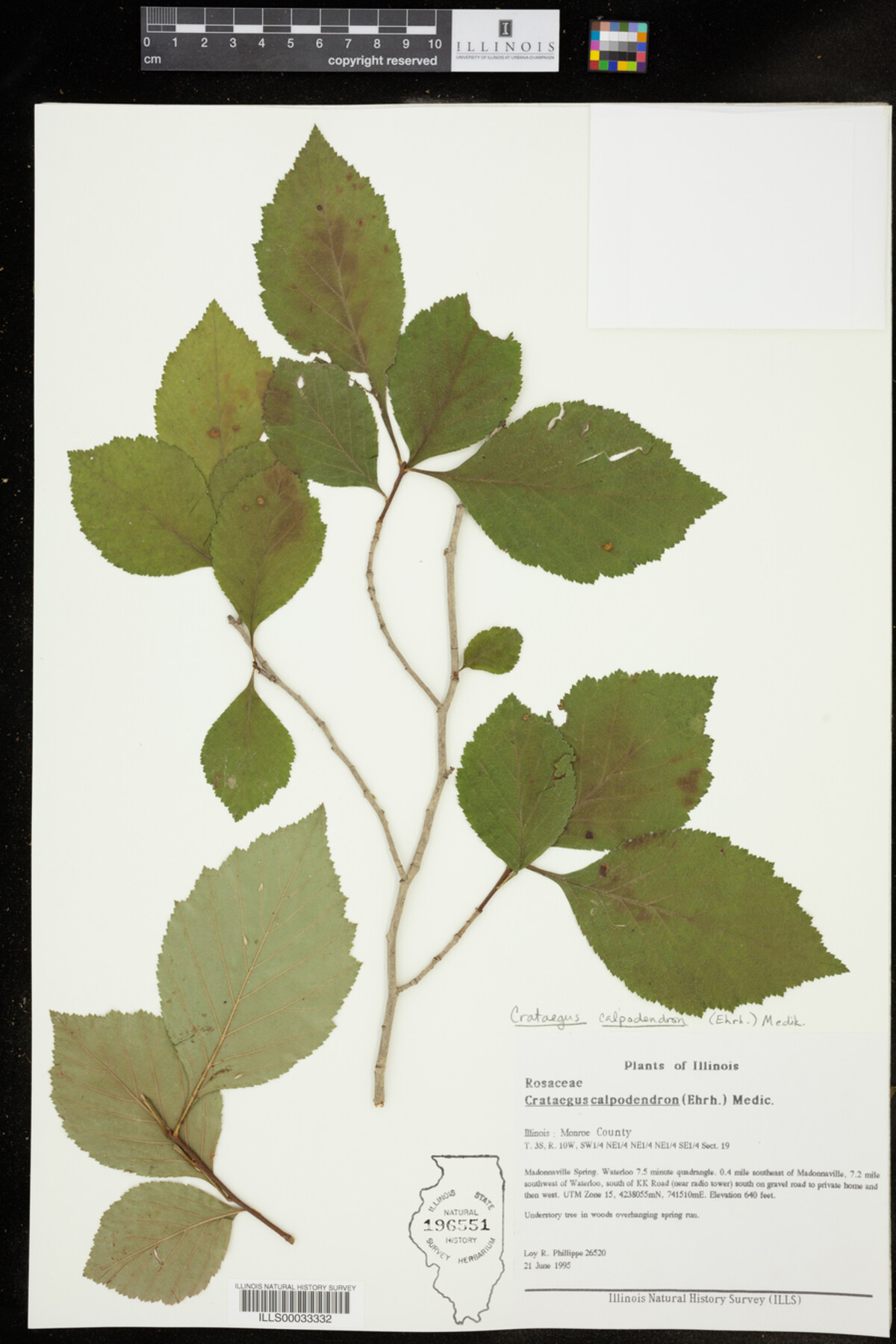 Crataegus calpodendron image
