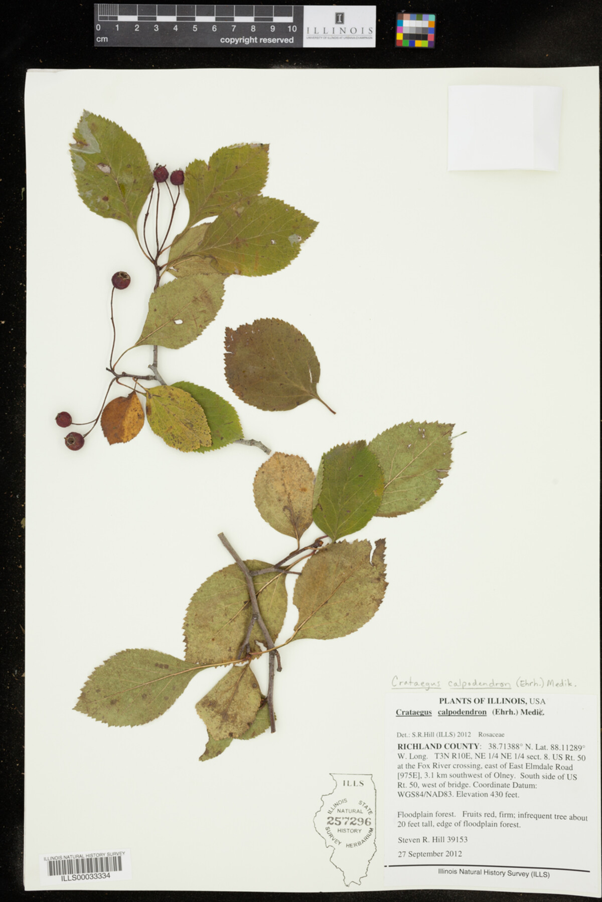 Crataegus calpodendron image