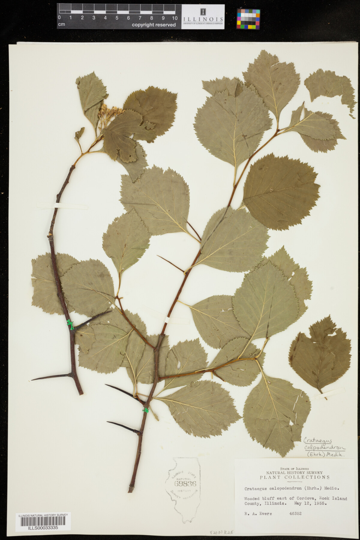 Crataegus calpodendron image