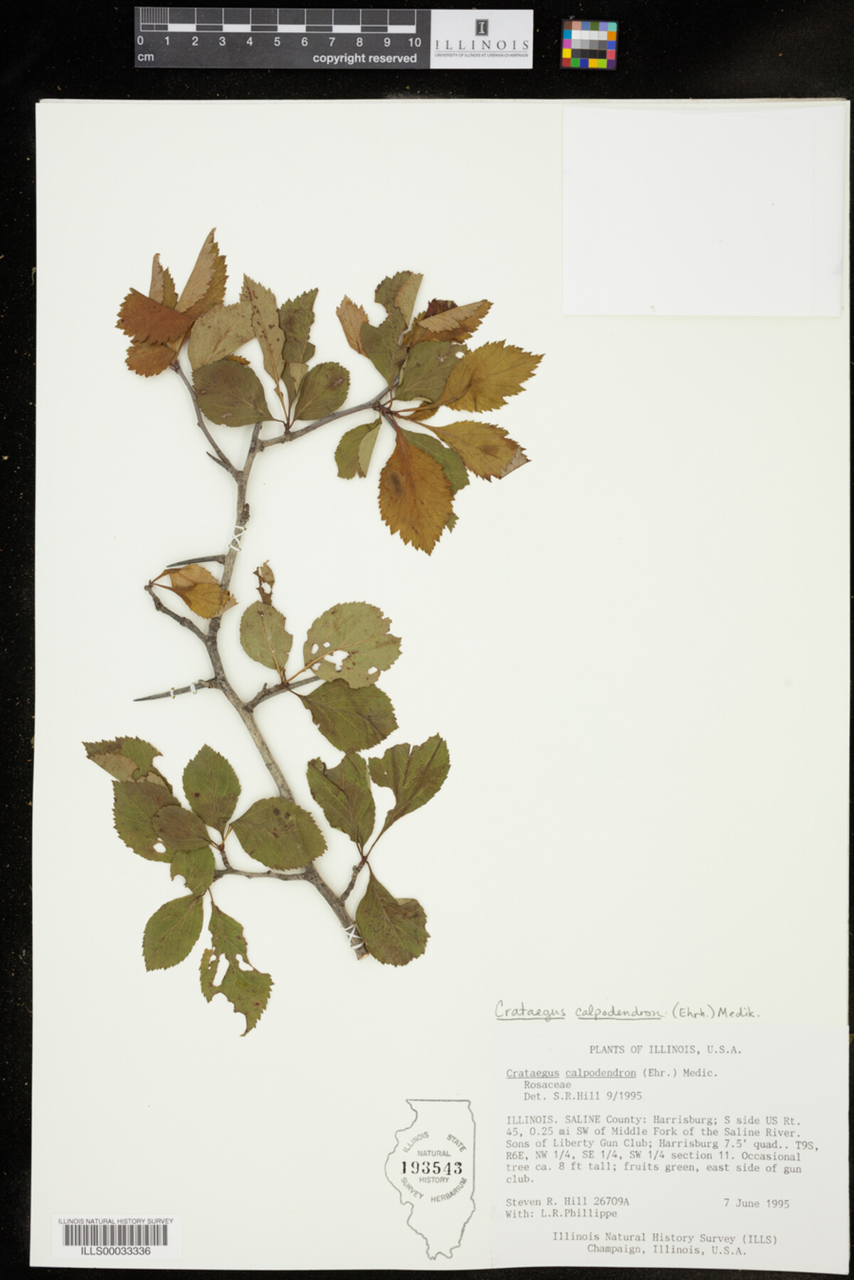 Crataegus calpodendron image