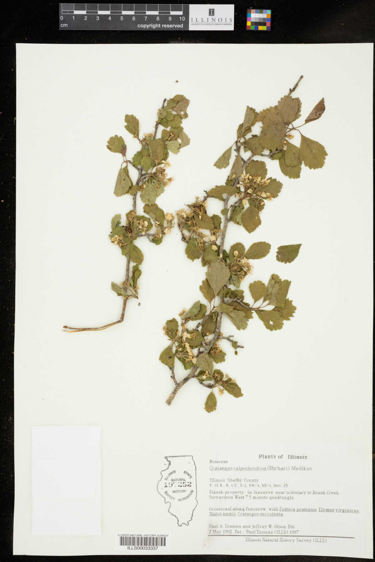 Crataegus calpodendron image