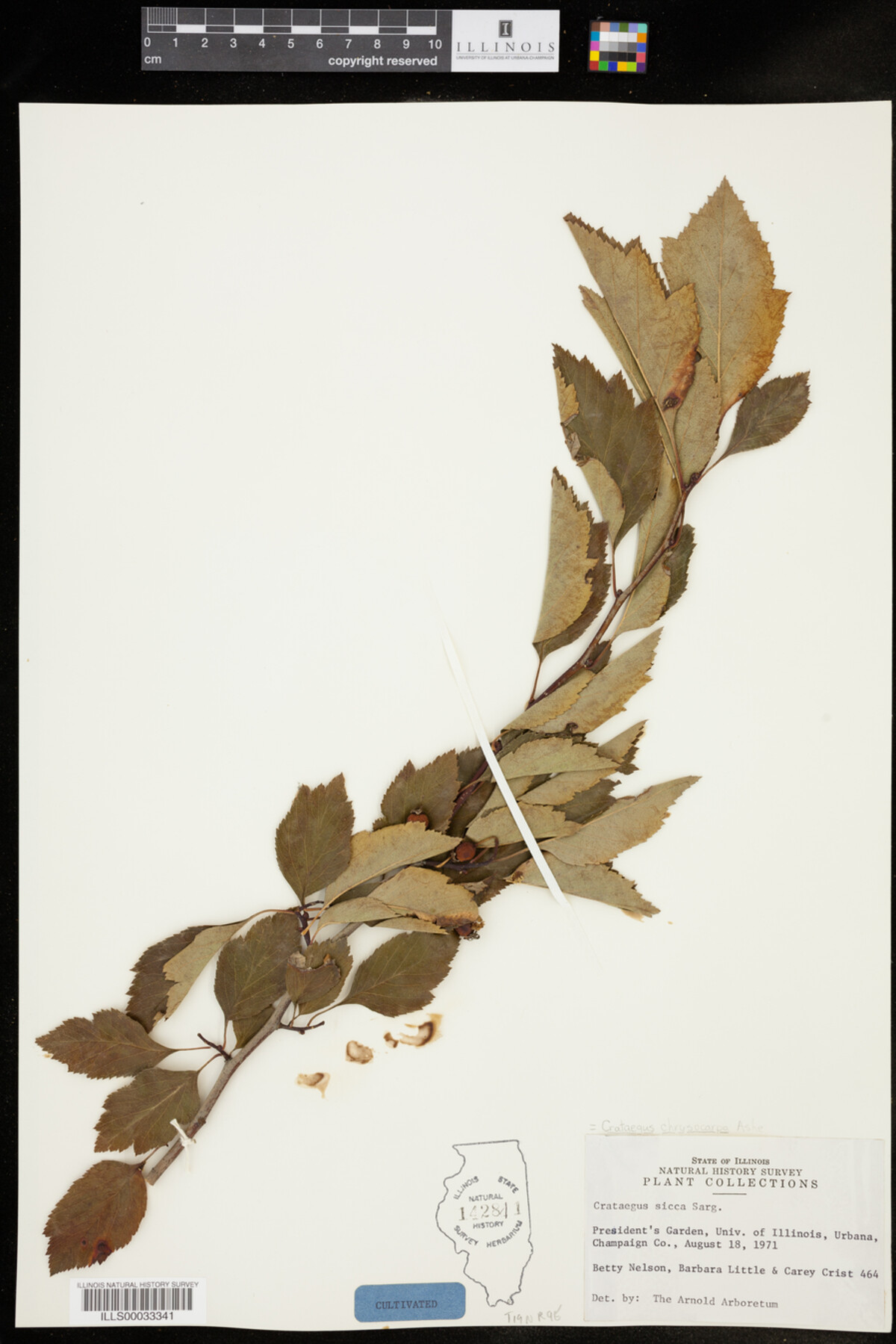 Crataegus chrysocarpa image