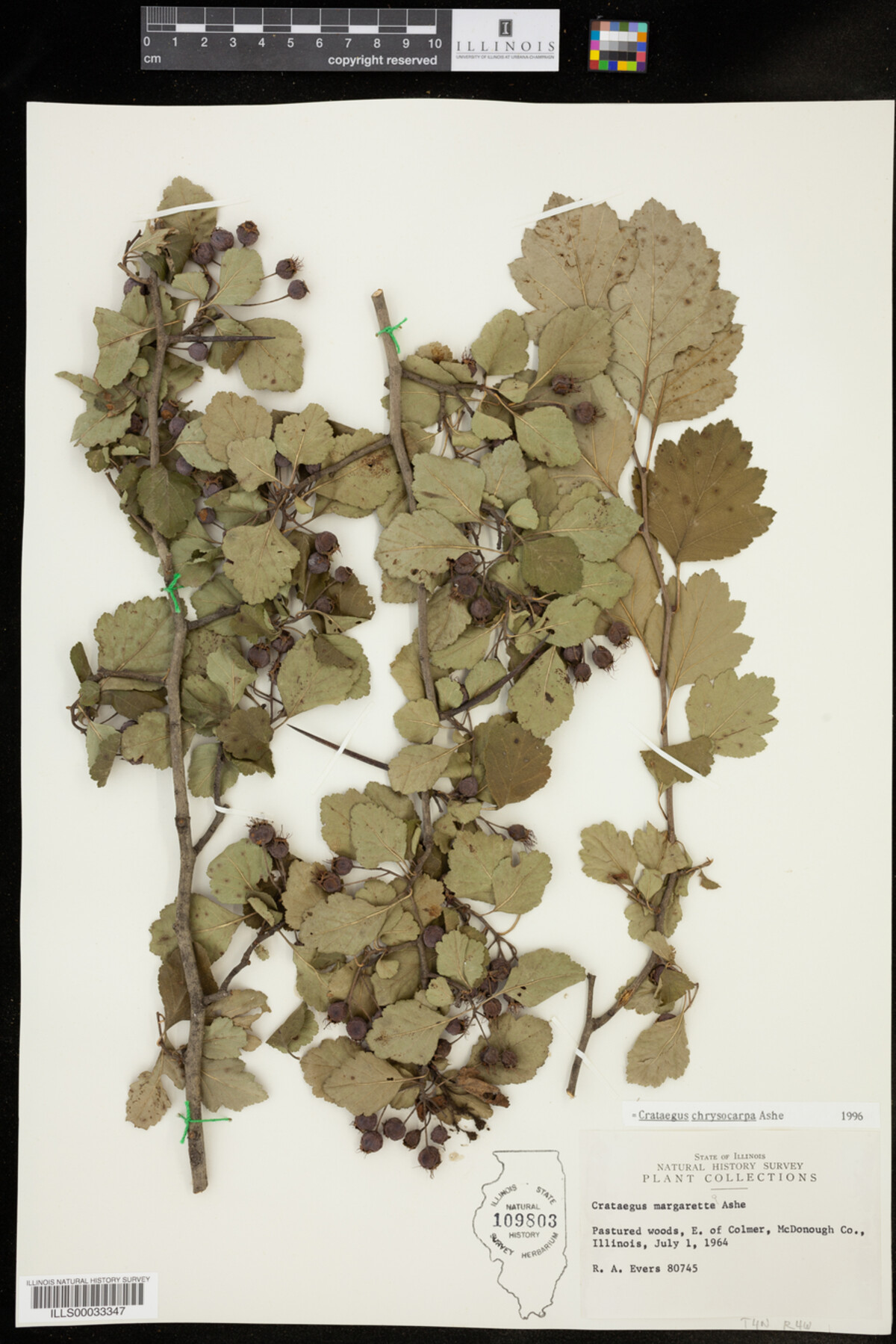 Crataegus chrysocarpa image