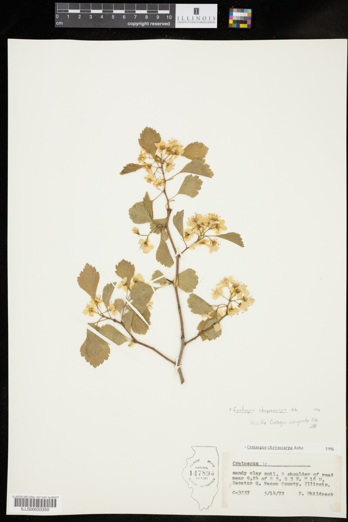 Crataegus chrysocarpa image