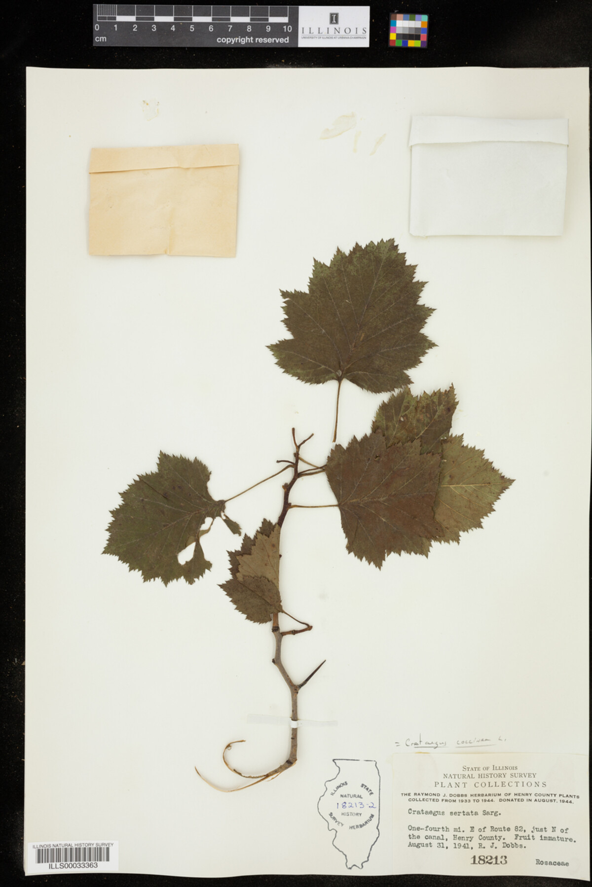 Crataegus coccinea image