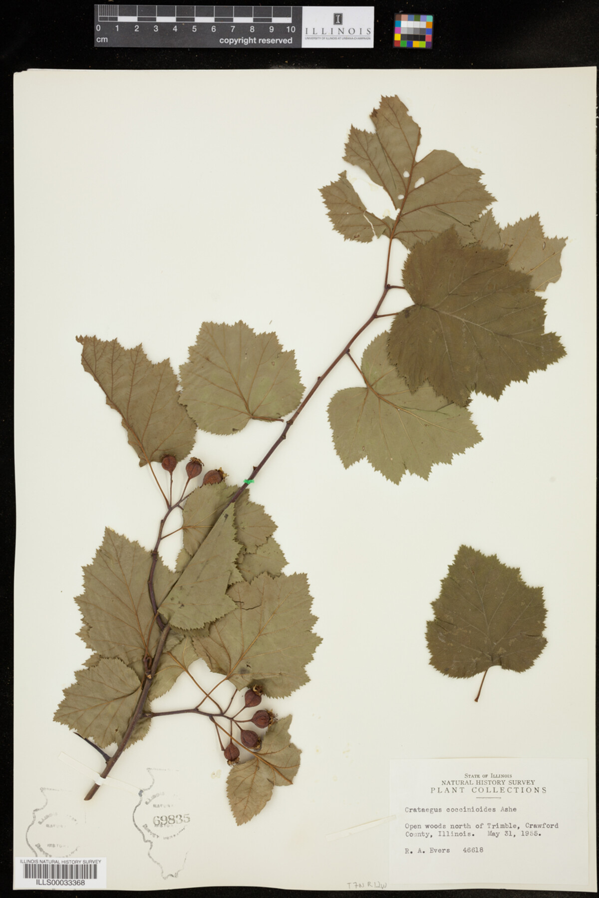 Crataegus coccinioides image