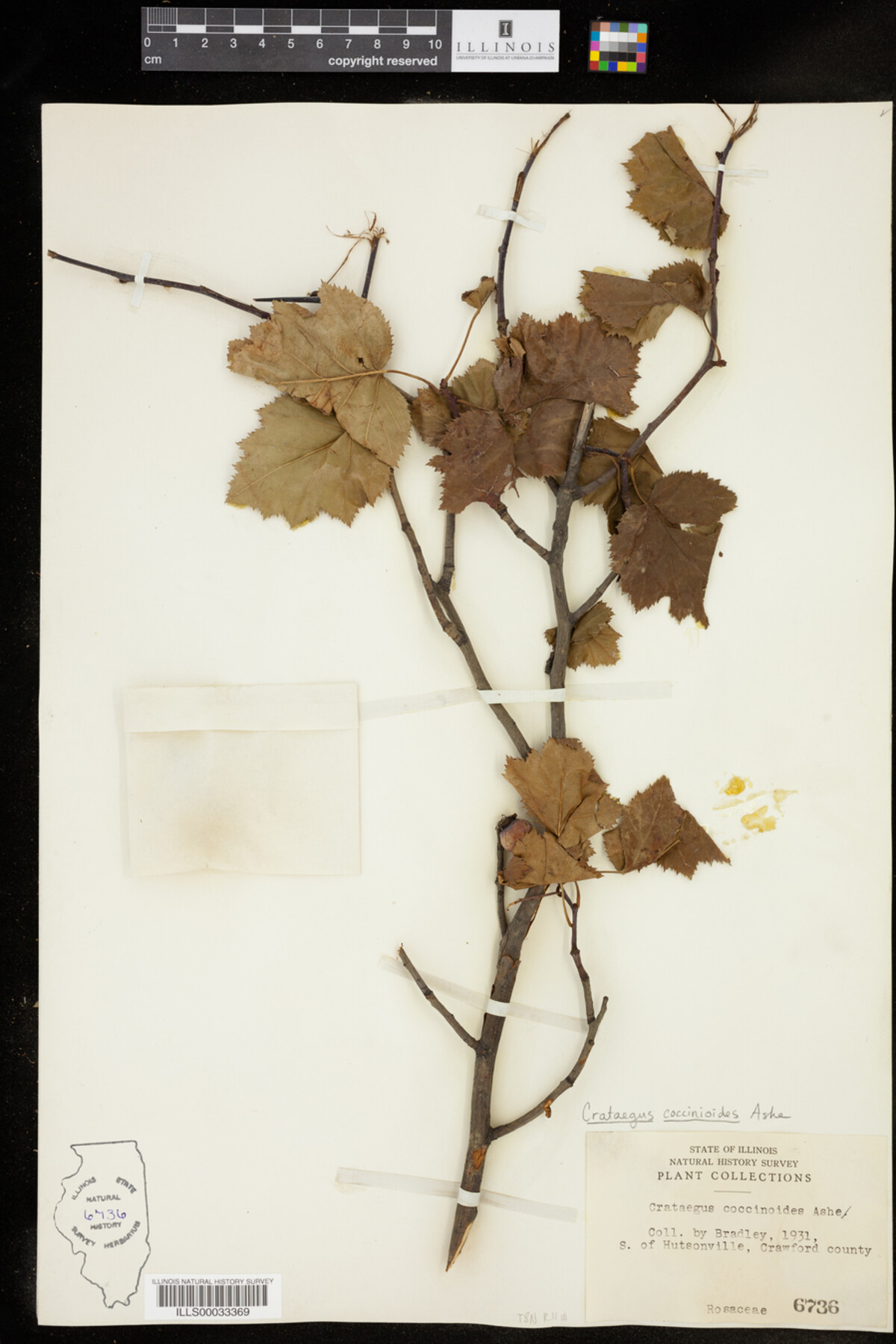 Crataegus coccinioides image