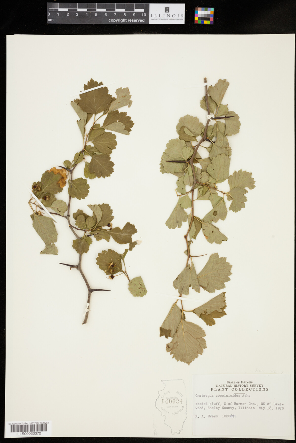 Crataegus coccinioides image