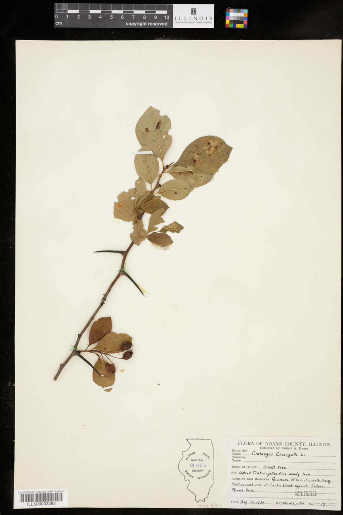 Crataegus crus-galli image