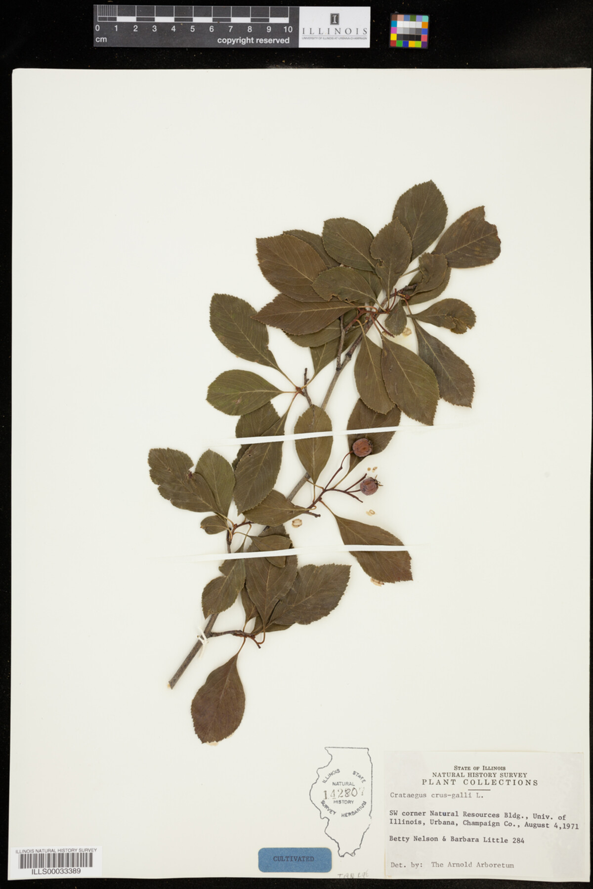Crataegus crus-galli image