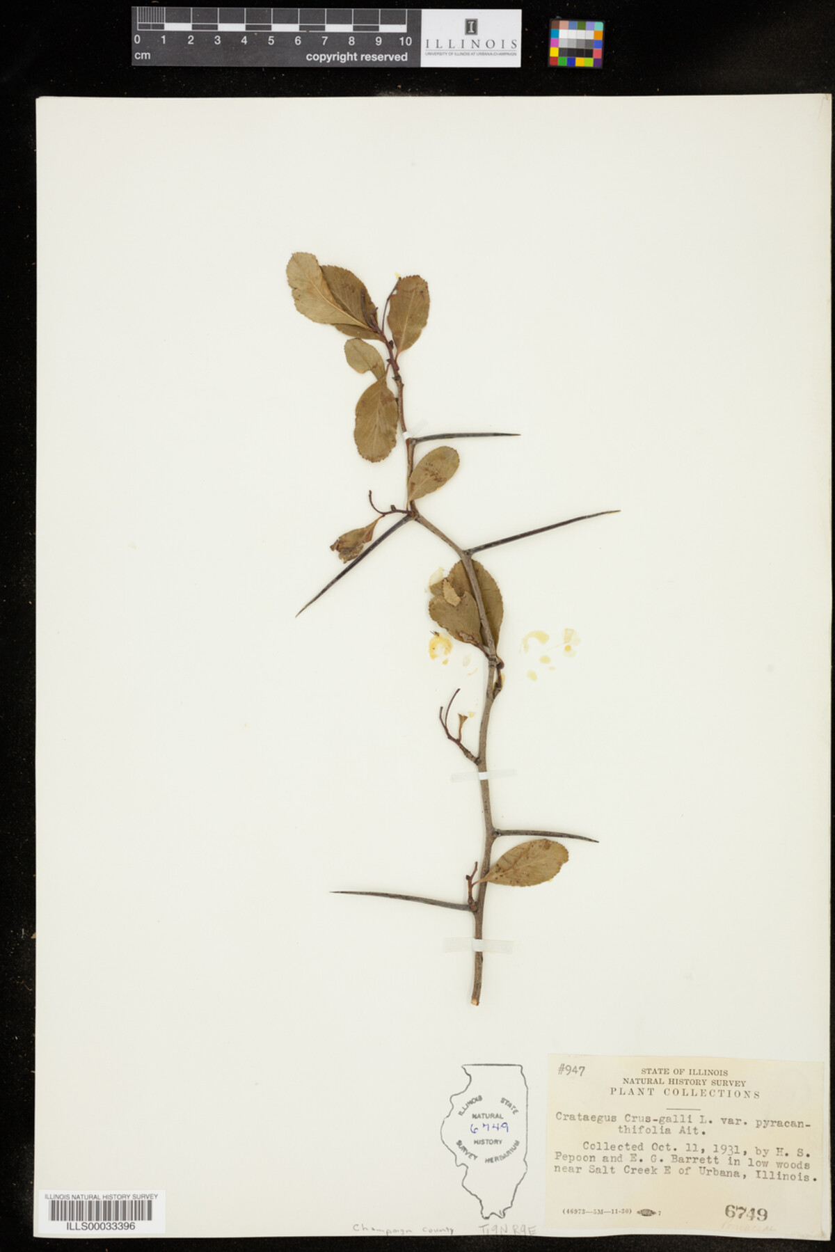 Crataegus crus-galli var. pyracanthifolia image
