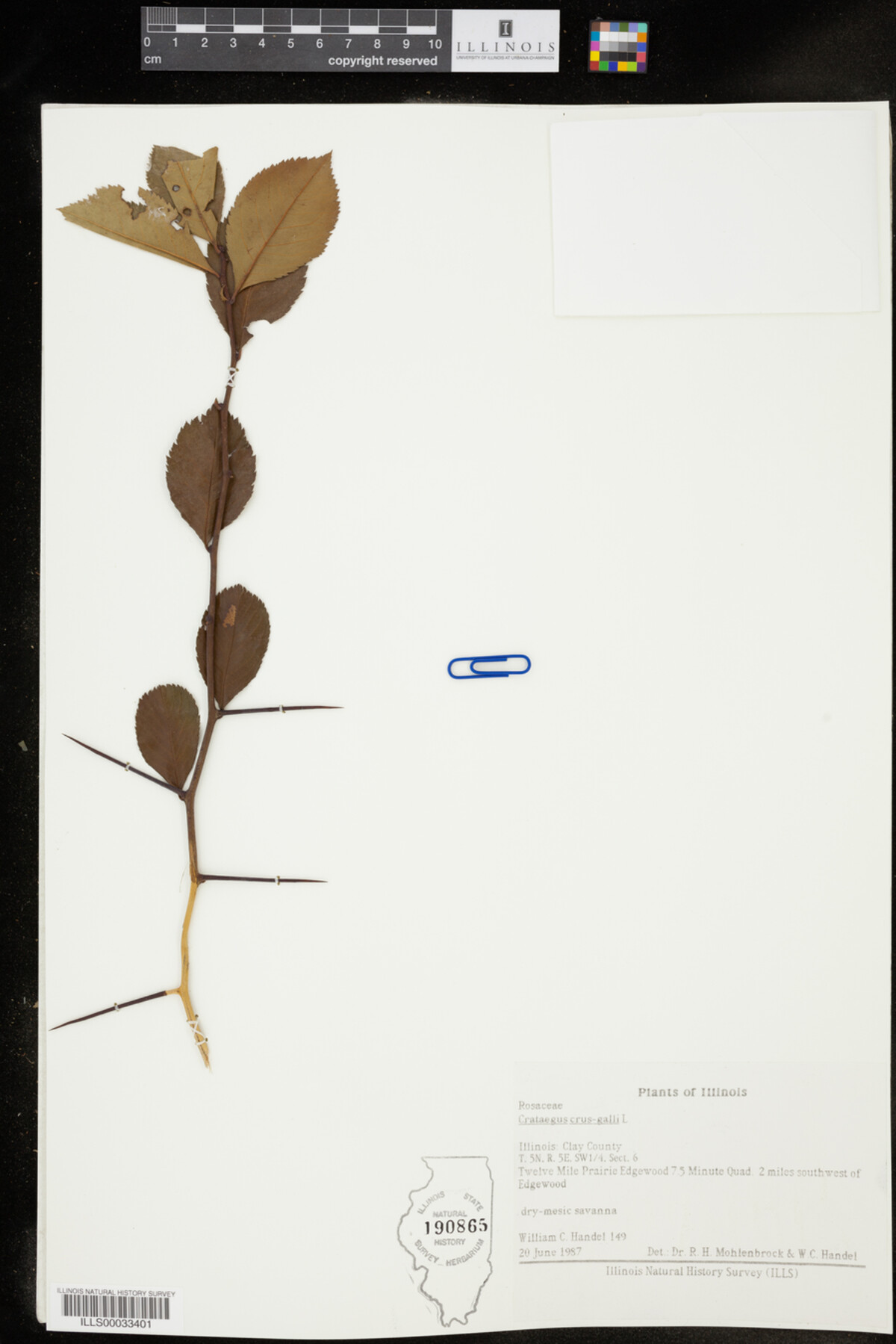 Crataegus image
