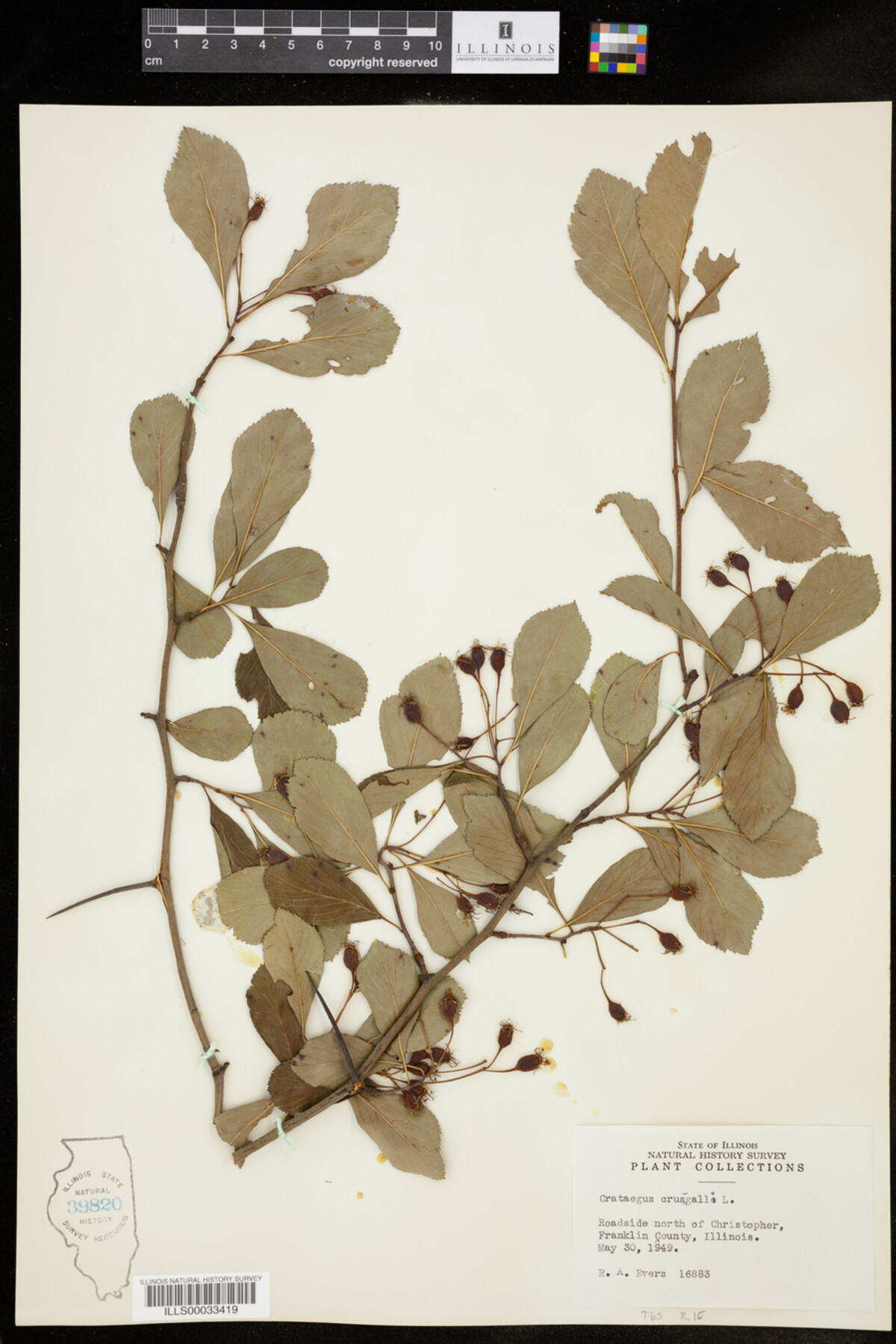 Crataegus crus-galli image
