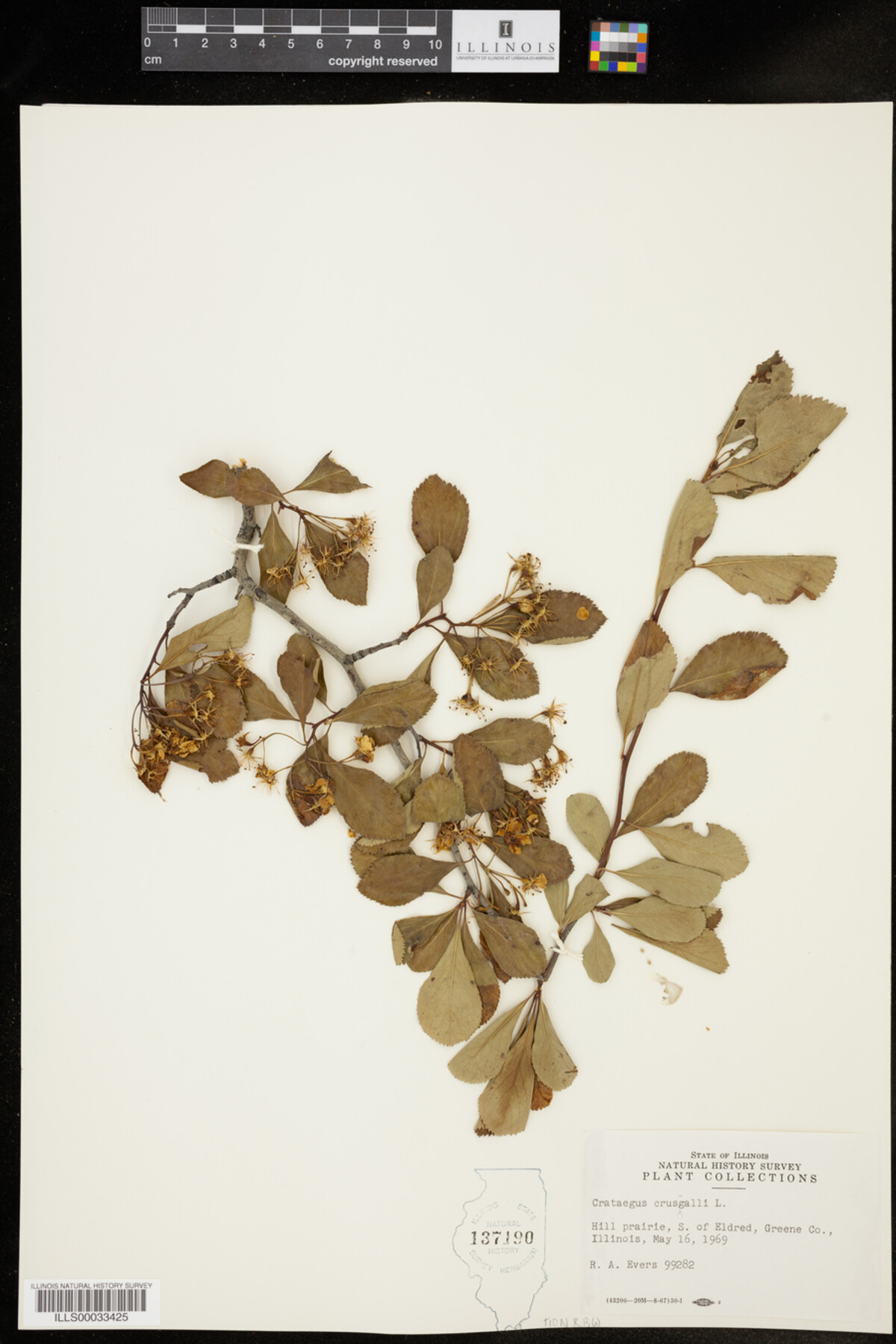 Crataegus crus-galli image